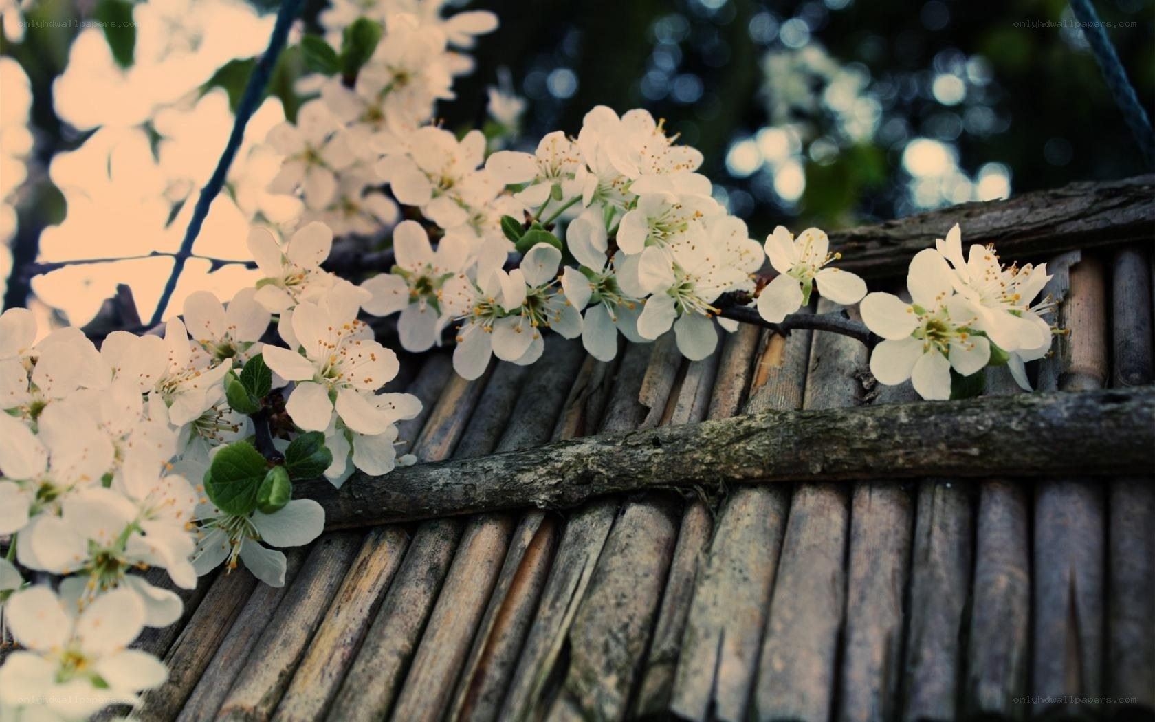 White blossoms on wooden fence