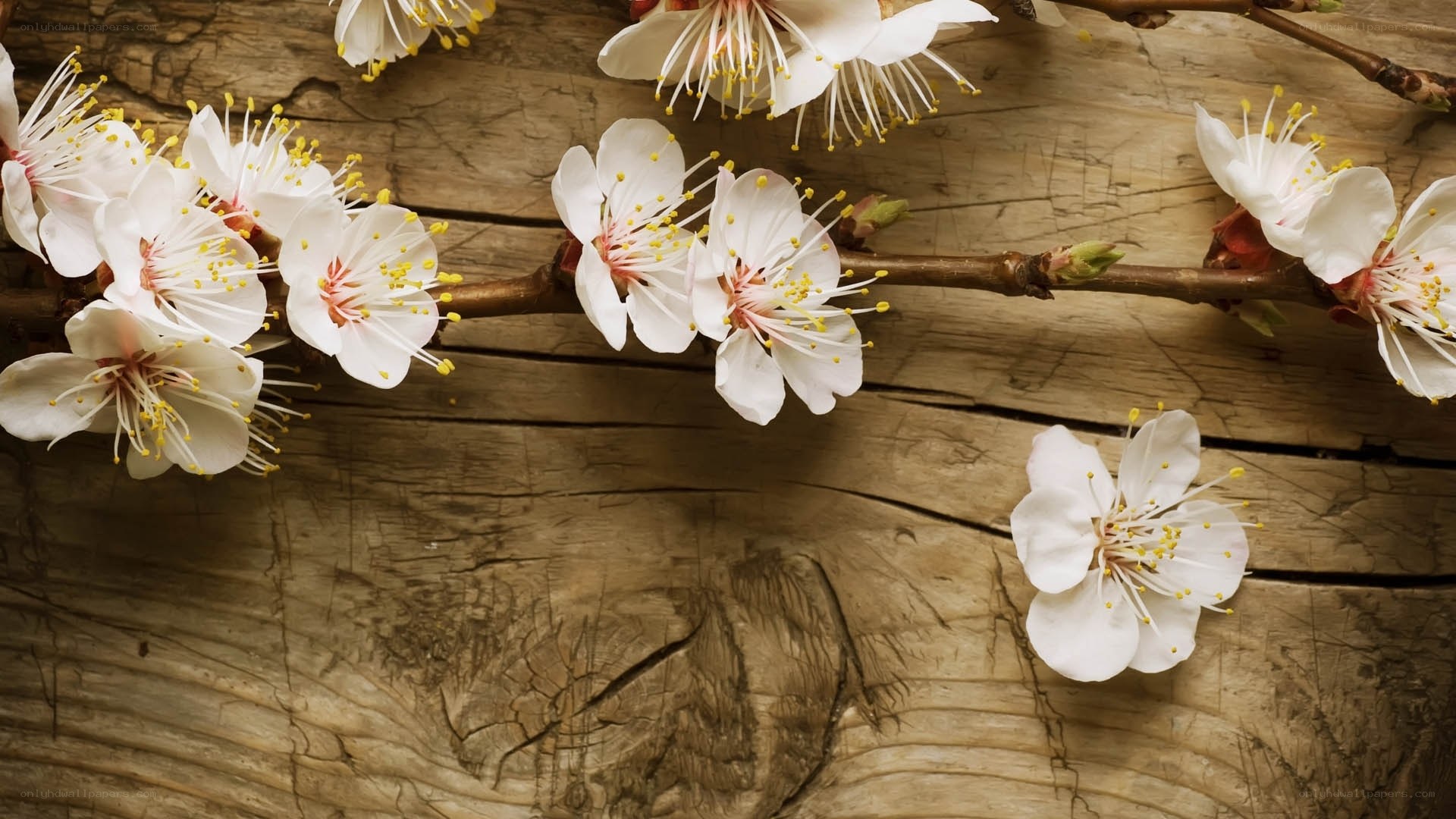White blossoms on wooden surface