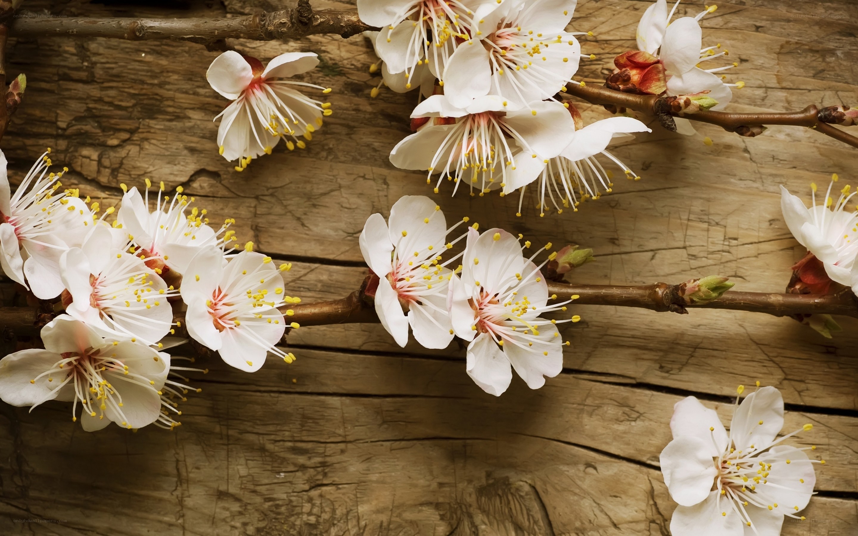 white blossoms on wooden surface