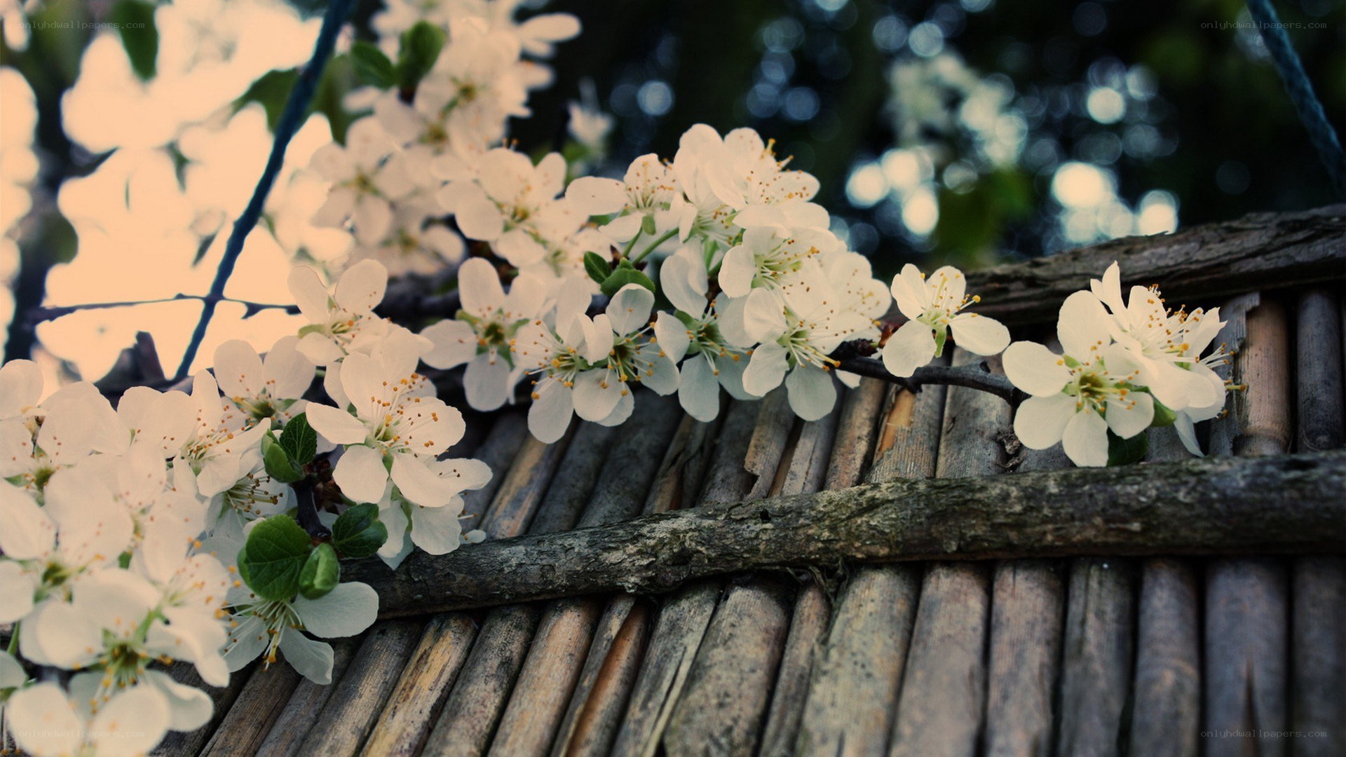 white blossoms on wooden surface