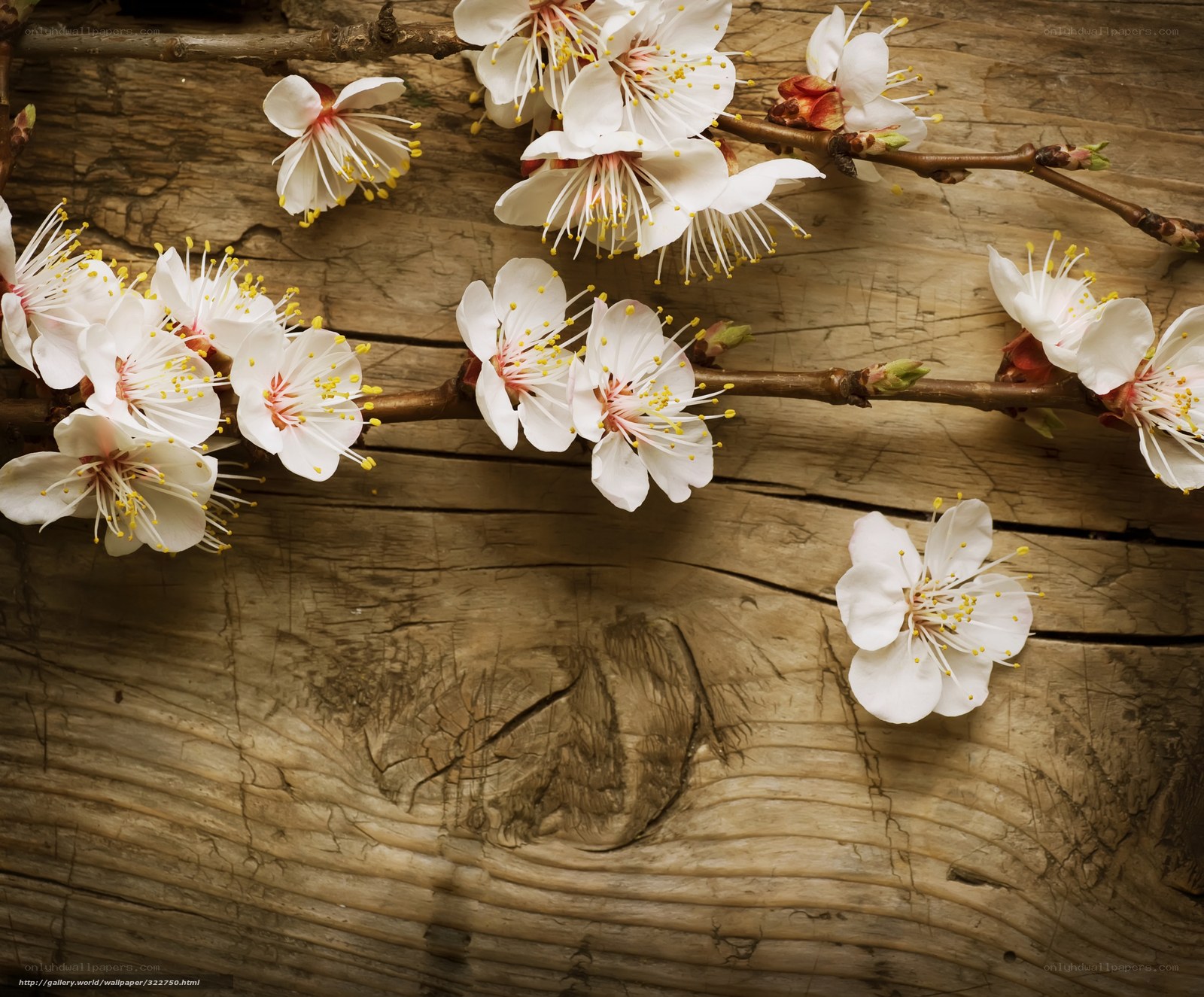 White blossoms on wooden surface