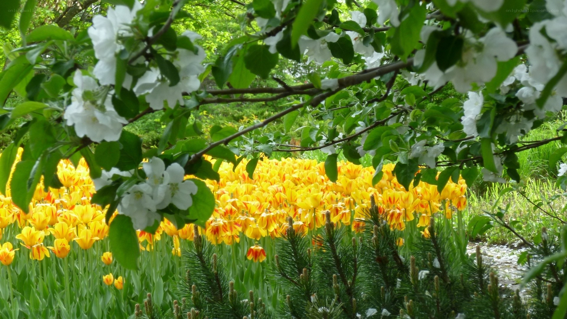 White blossoms over yellow tulips