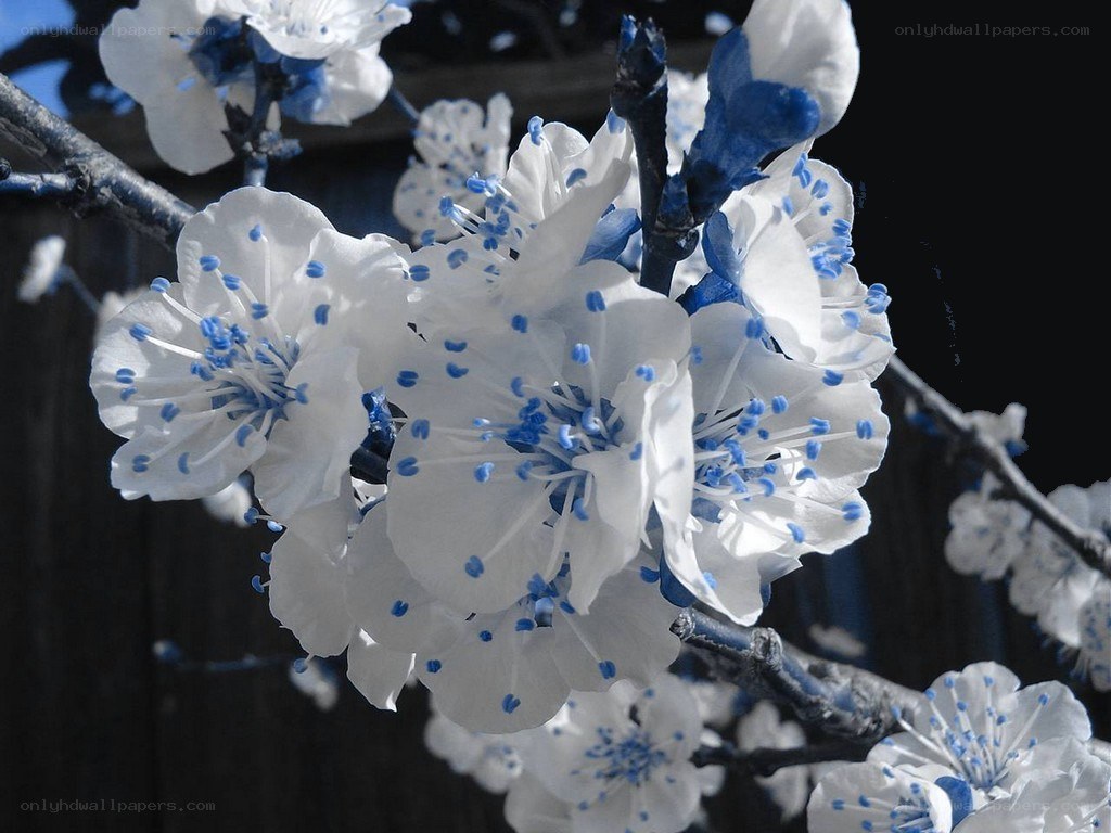 white blossoms with blue stamens