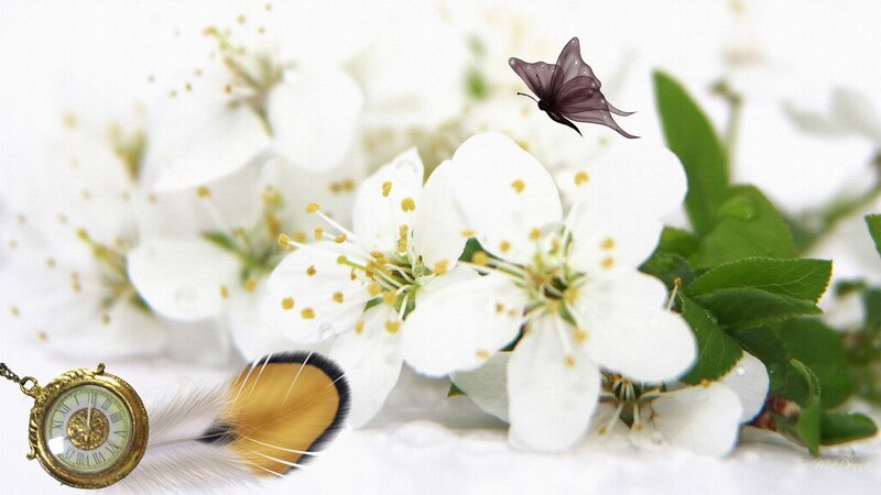 White Blossoms with Butterfly