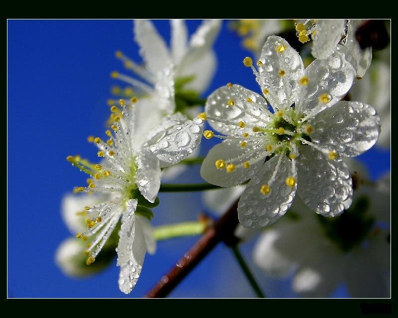 White Blossoms with Dew