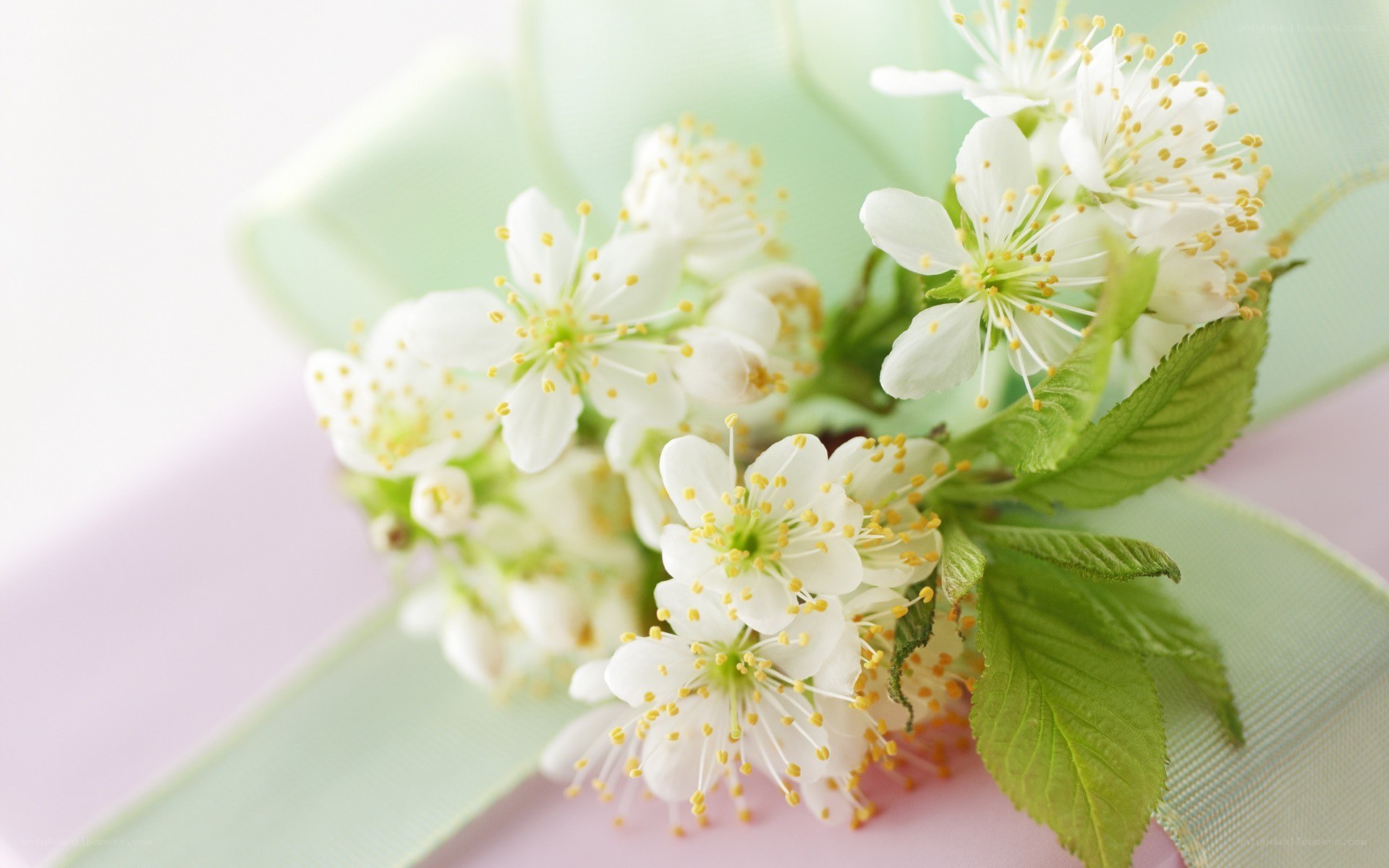 White blossoms with green leaves