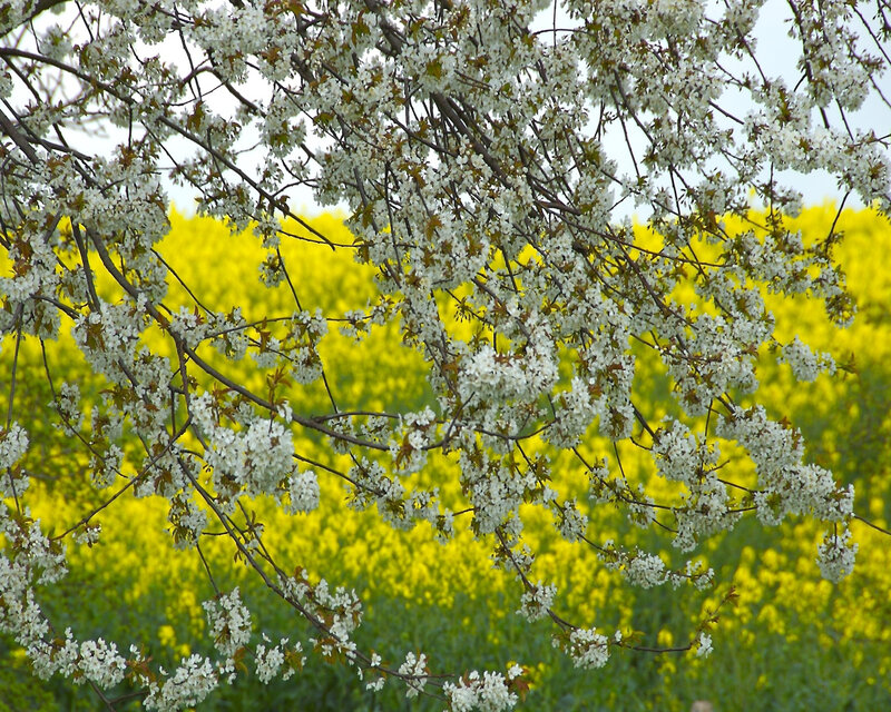 White blossoms with yellow field