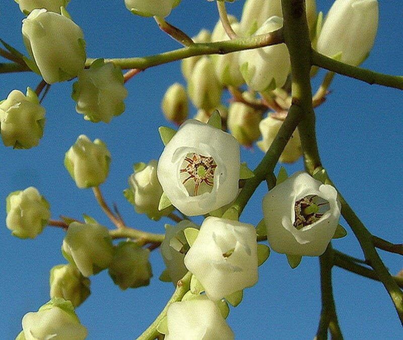 White Blueberry Blossoms