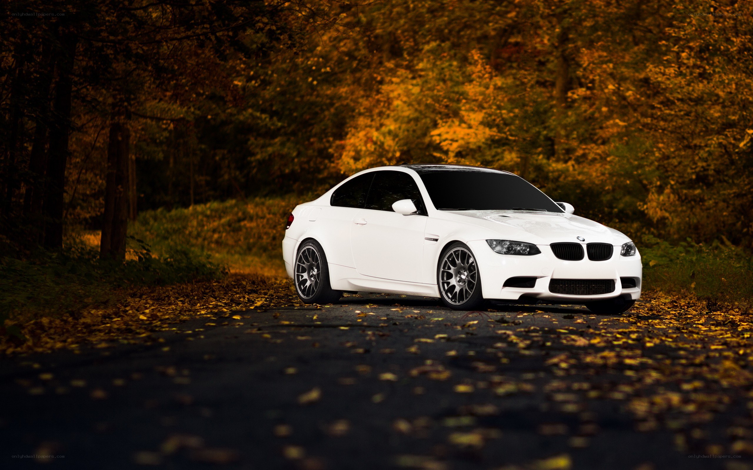 White BMW in autumn forest