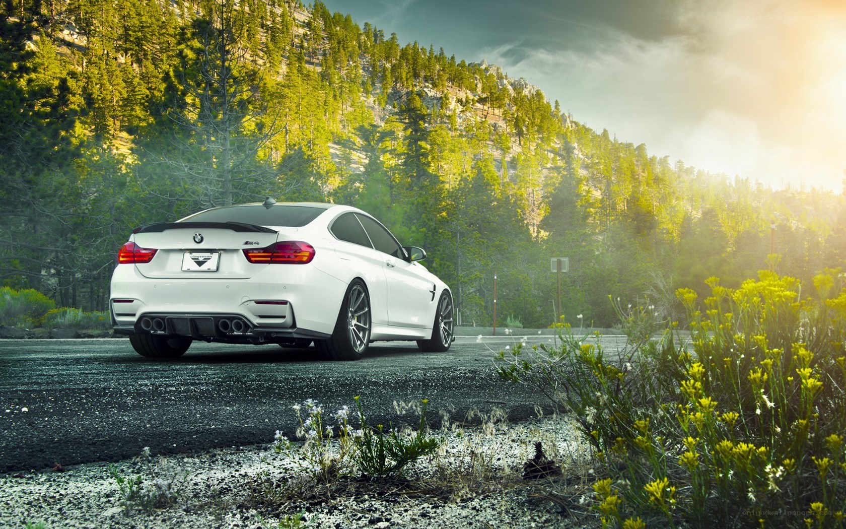 White BMW M4 in forest
