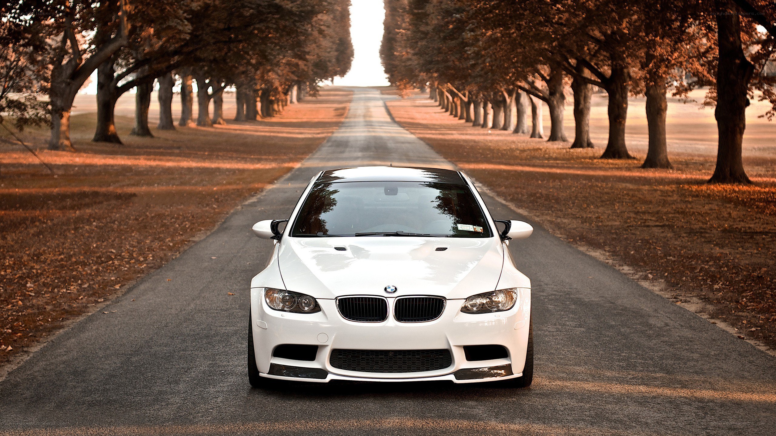 White BMW on a tree-lined road