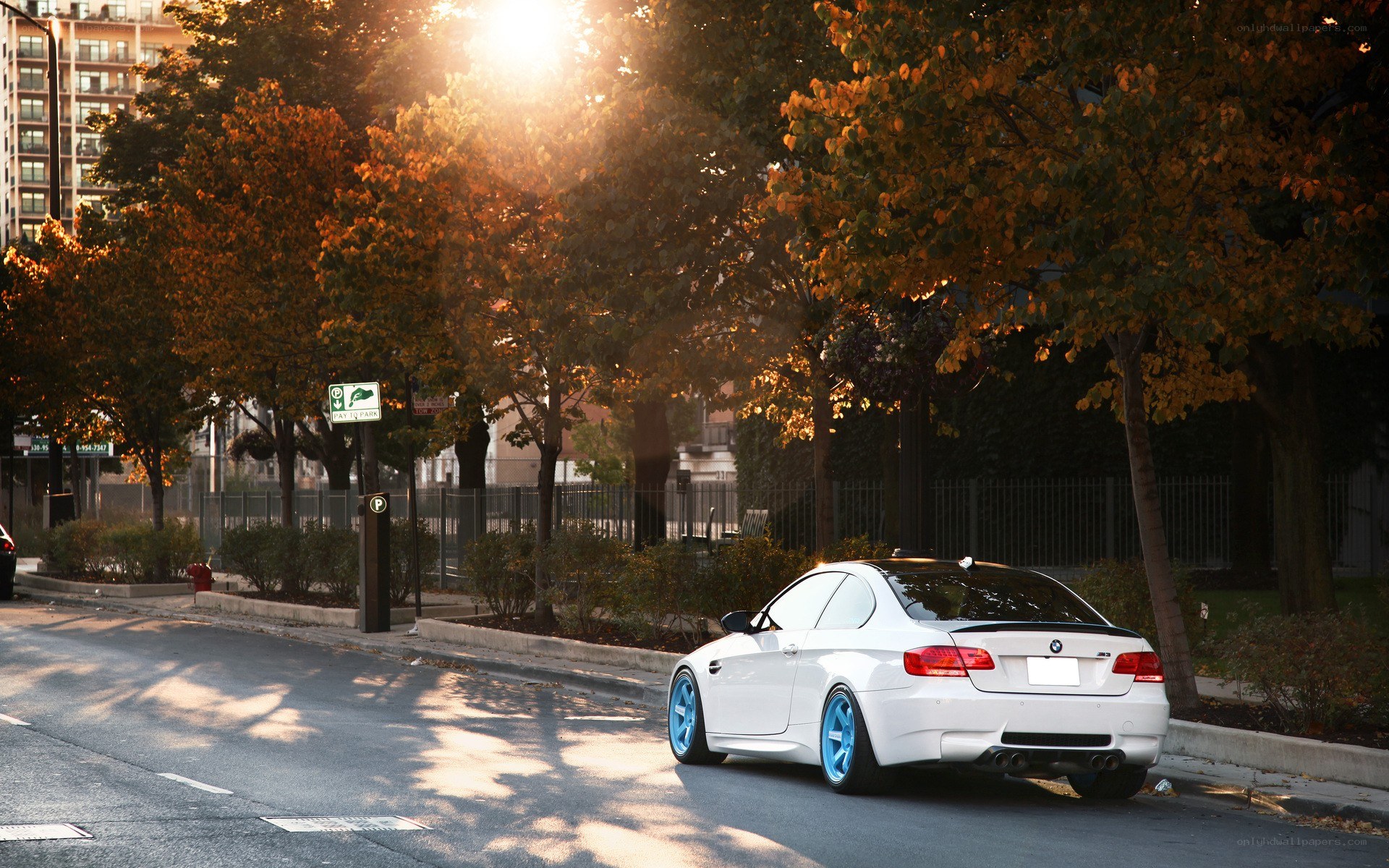 White BMW on a tree-lined street