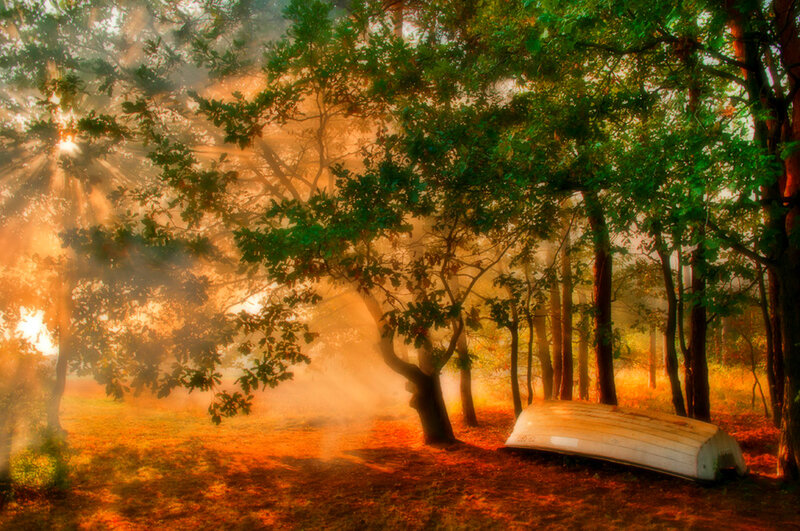 White Boat in Forest
