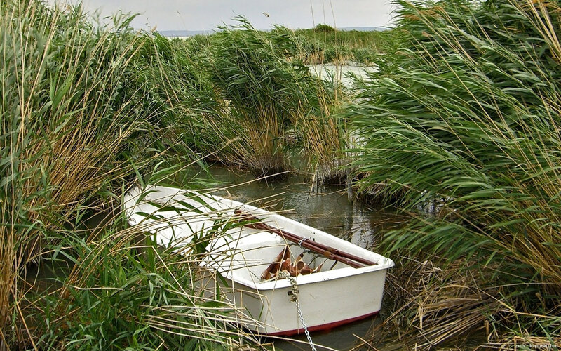 White Boat in Reeds