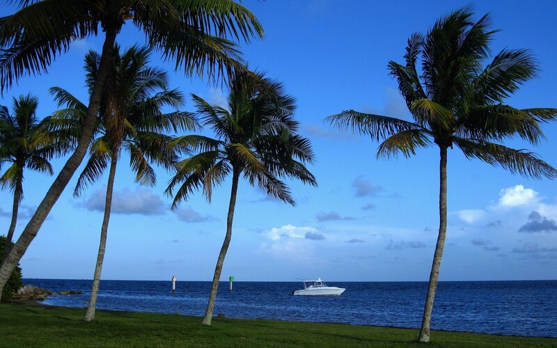 White Boat Near Palm Trees