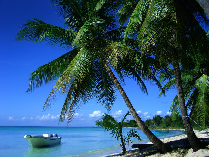 White Boat under Palm Trees