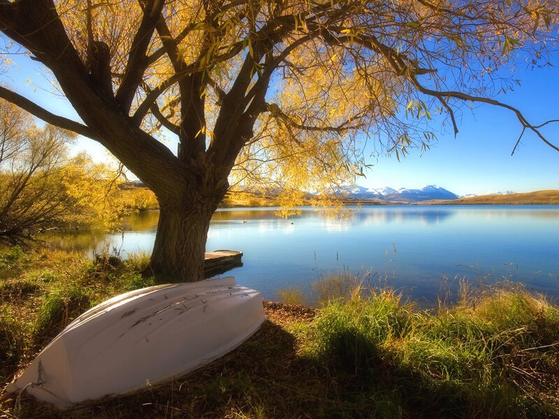 White Boat under Tree — Photograph