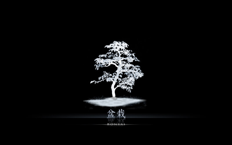 White bonsai tree on black