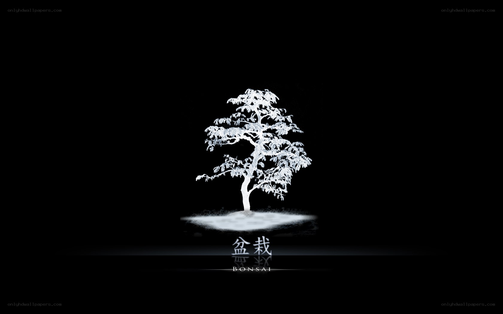 White bonsai tree on black