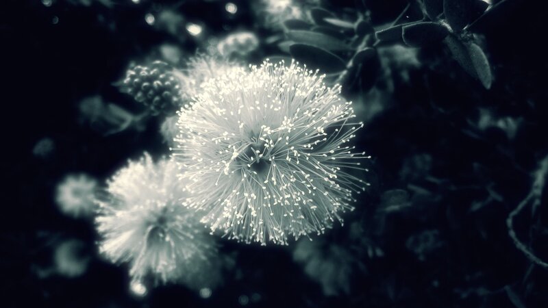 White Bottlebrush Flowers — Black, Dramatic