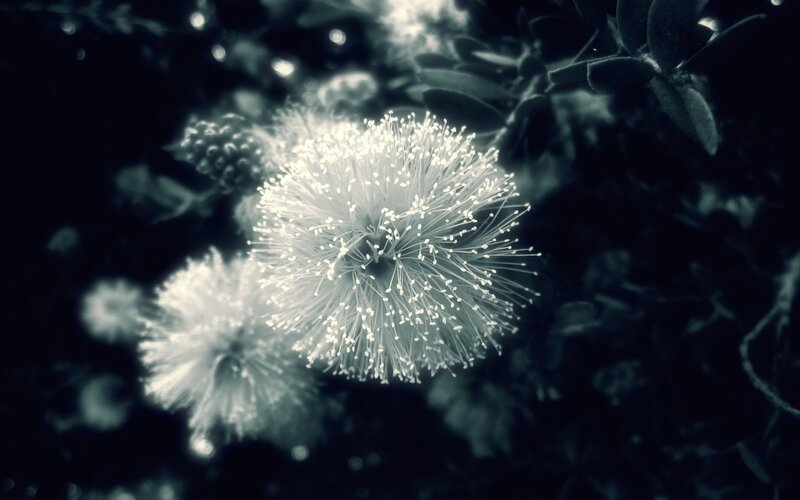 White Bottlebrush Flowers — Dramatic