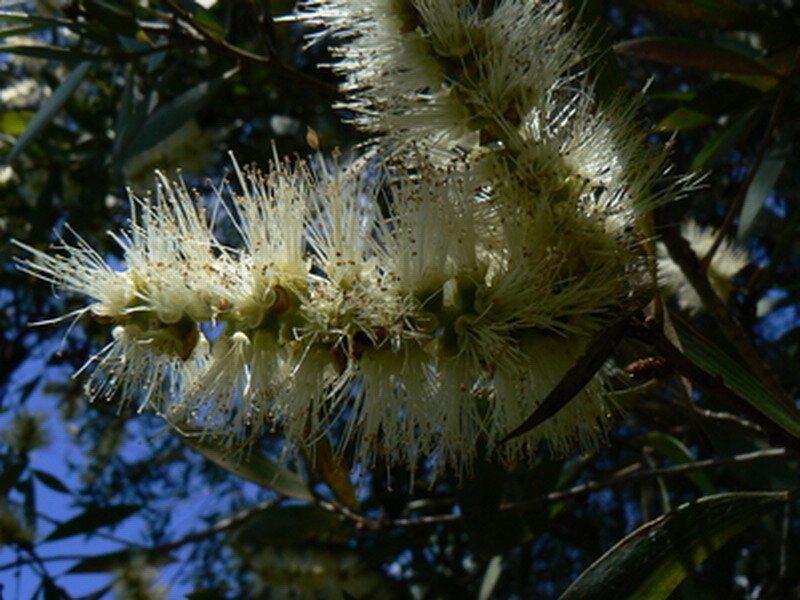 White Bottlebrush Flowers — Natural