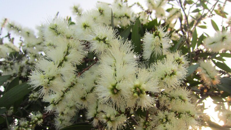 White Bottlebrush Flowers — Serene