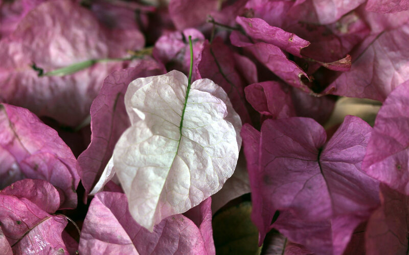 White Bougainvillea Bracte