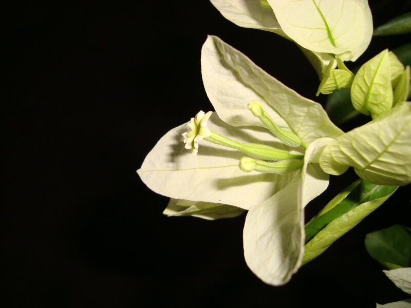 White Bougainvillea Flower