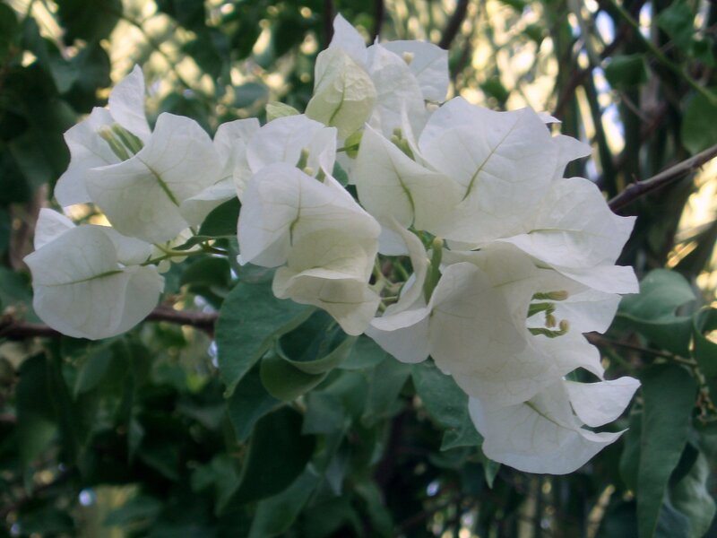 white bougainvillea flowers