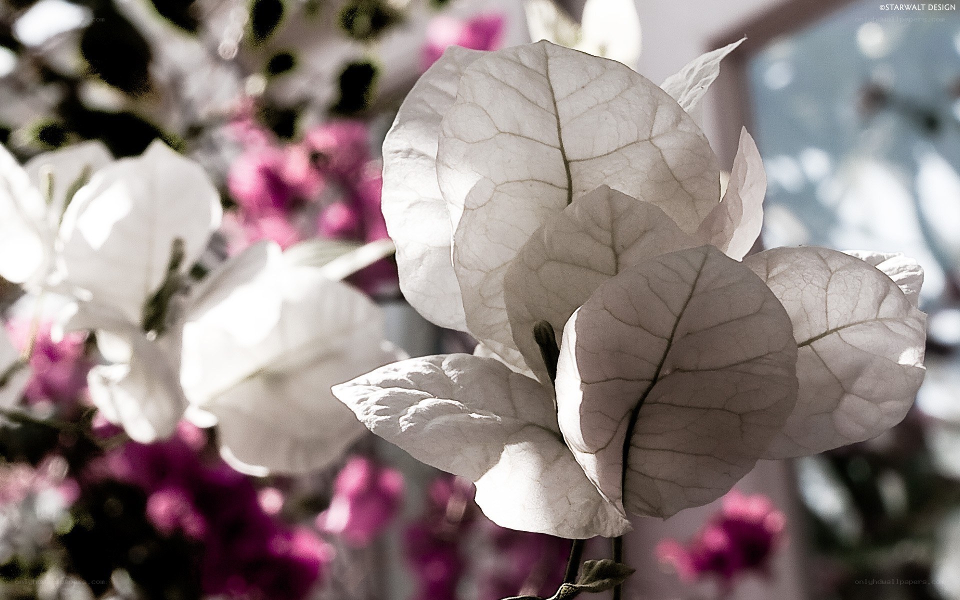 White Bougainvillea Flowers
