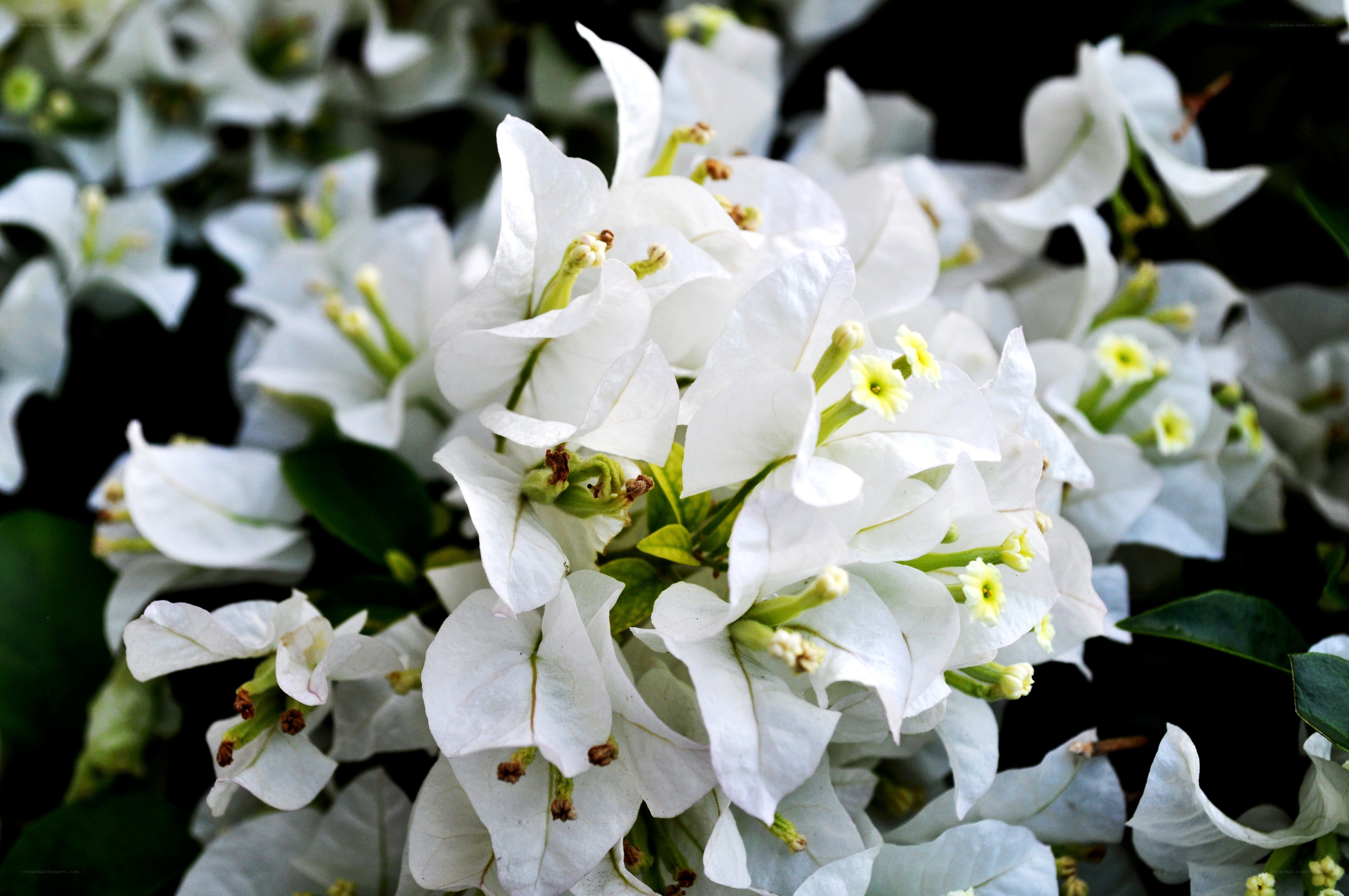 White bougainvillea flowers