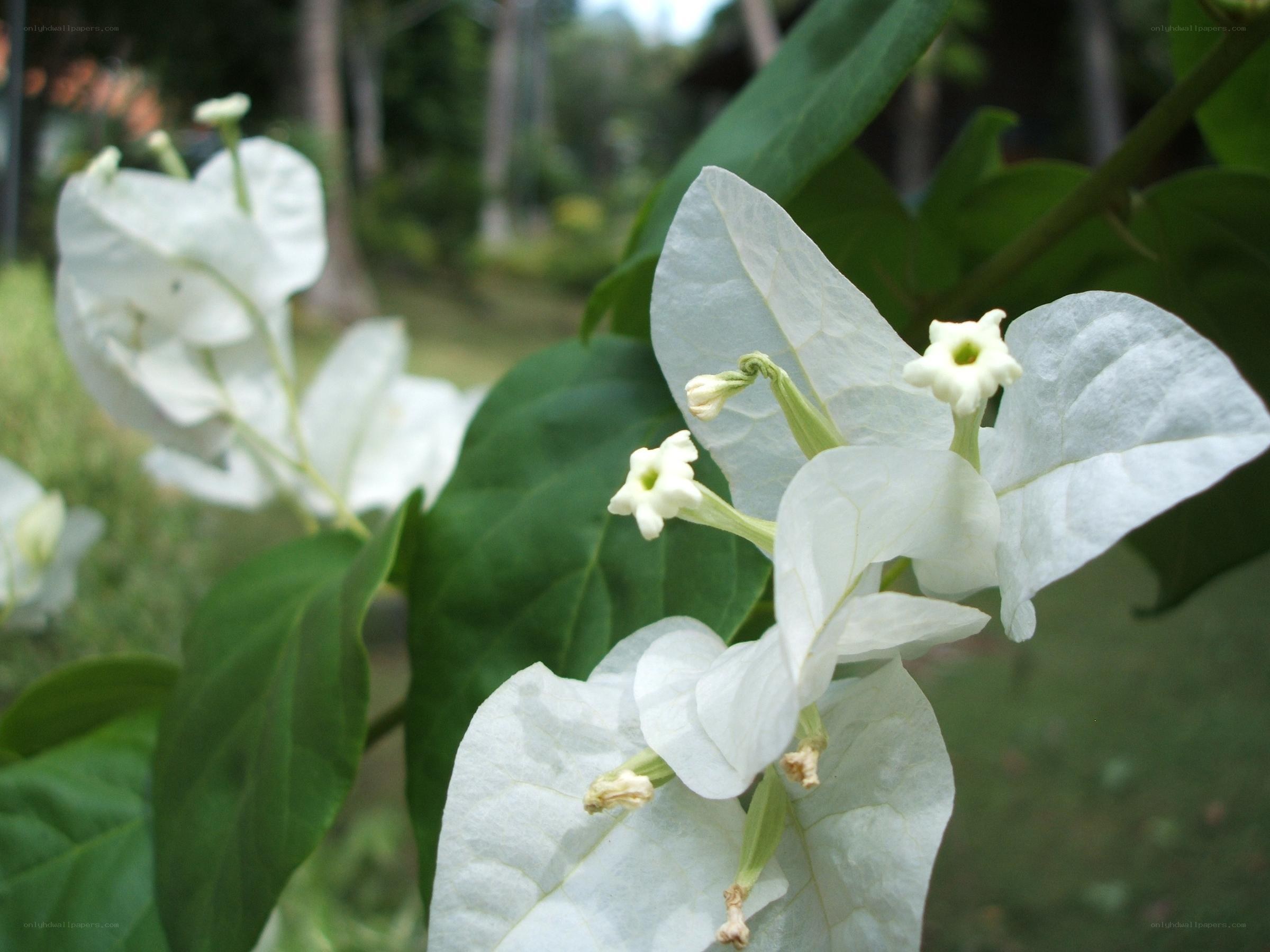 White bougainvillea flowers