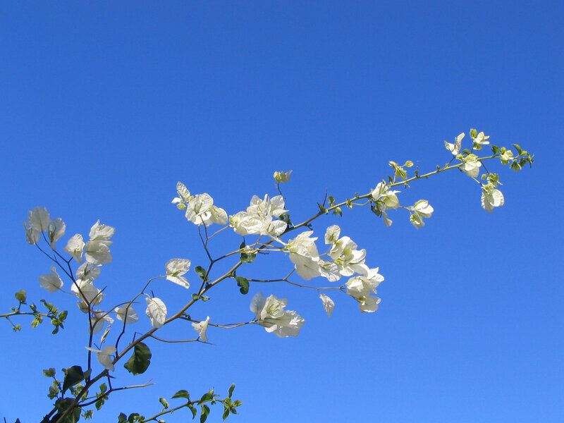 White Bougainvillea Flowers — Blue