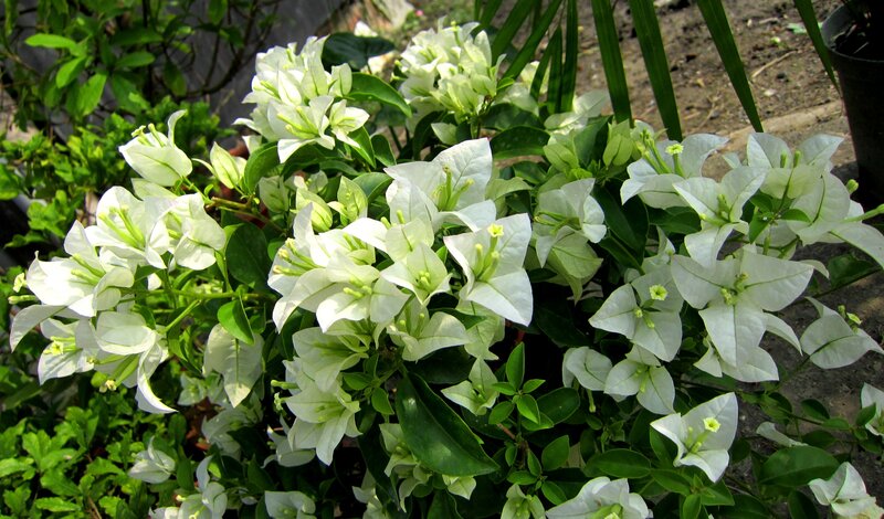 White Bougainvillea Flowers — Calm, Afternoon, Photograph
