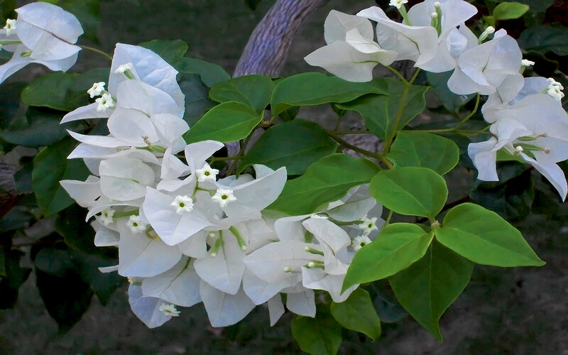 White Bougainvillea Flowers — Calm, Afternoon