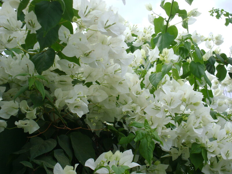 White Bougainvillea Flowers — Calm