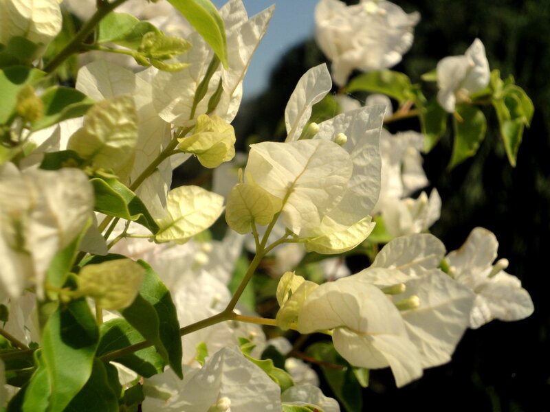 White Bougainvillea Flowers — Serene