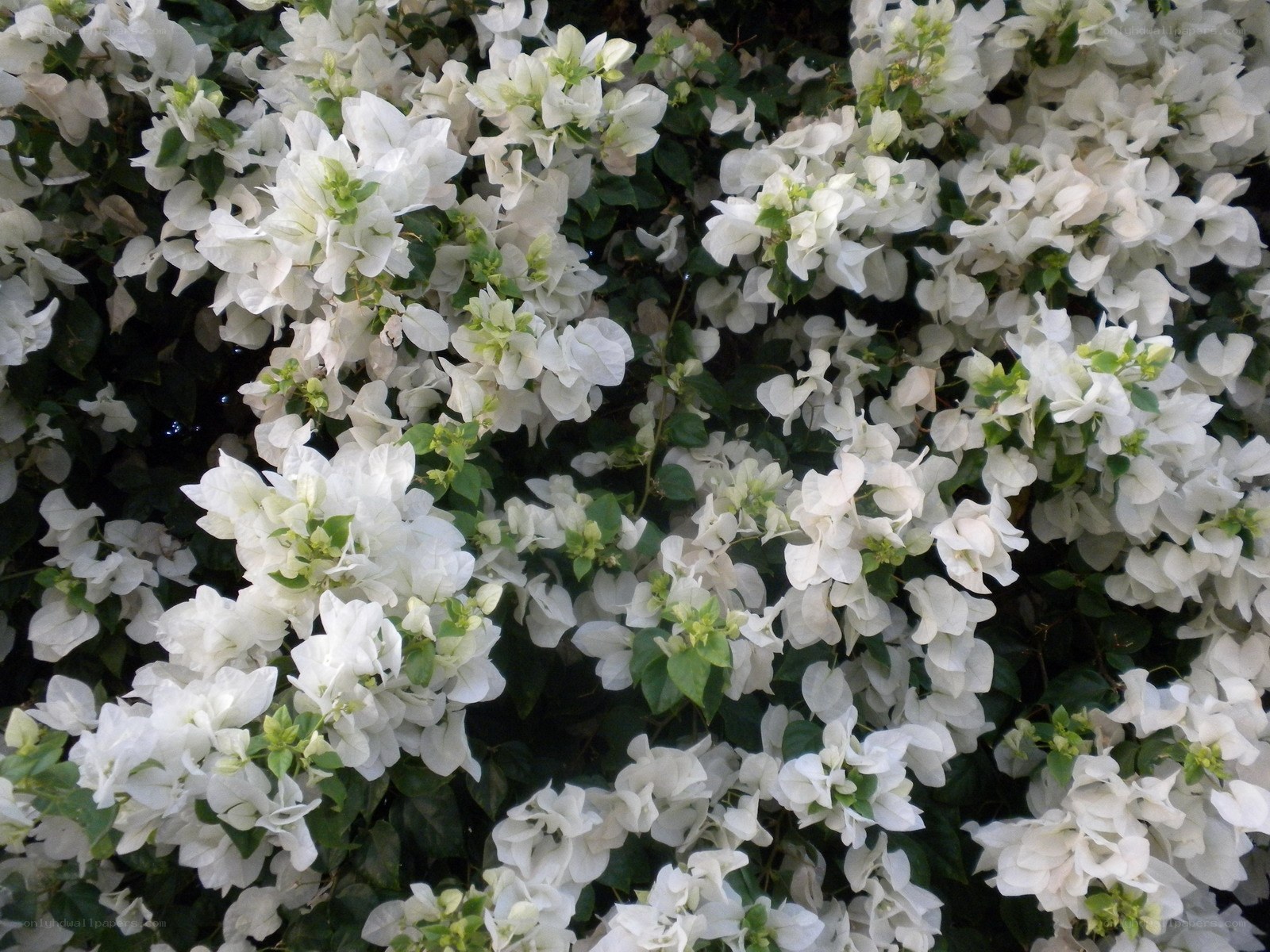 White bougainvillea flowers