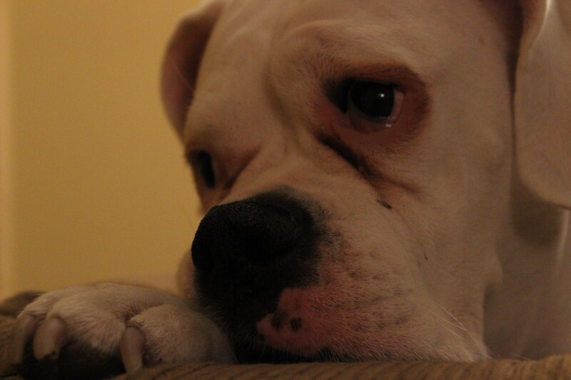 White Boxer Dog — Beige, Calm