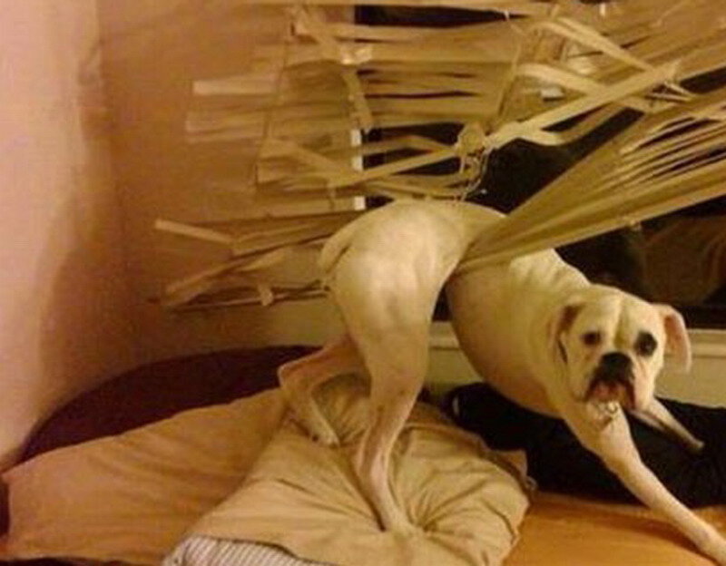 White Boxer Dog — Beige