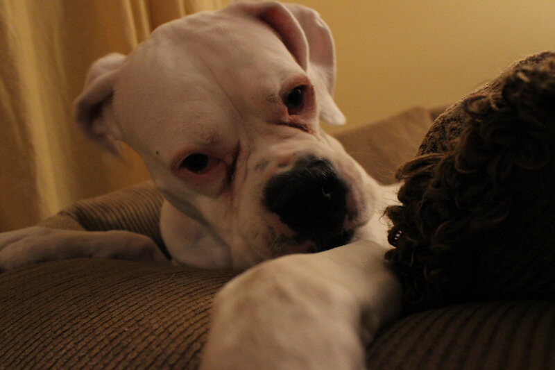 White Boxer Dog — Brown, Calm, Night