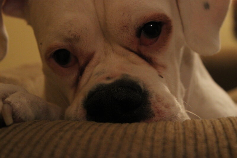 White Boxer Dog — Brown, Calm