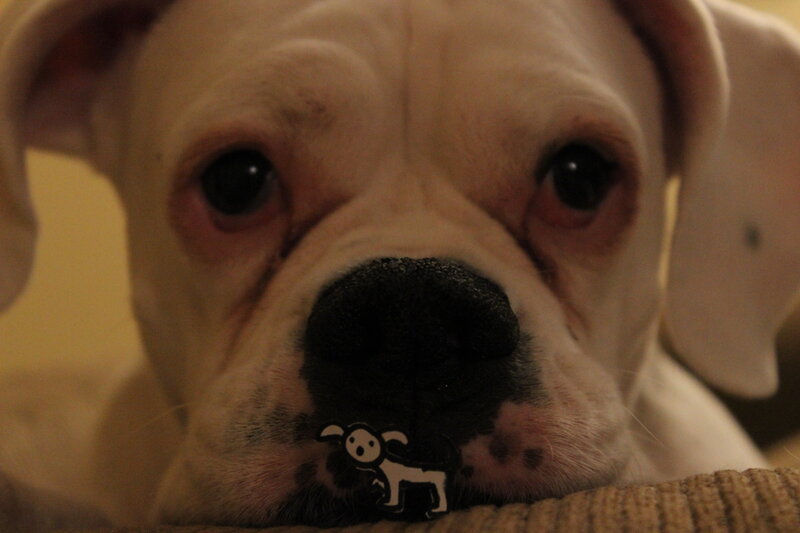 White Boxer Dog — Calm, Photograph, Sticker