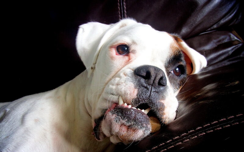 White Boxer Dog — Calm, Photograph