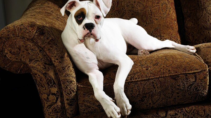 white boxer dog on couch