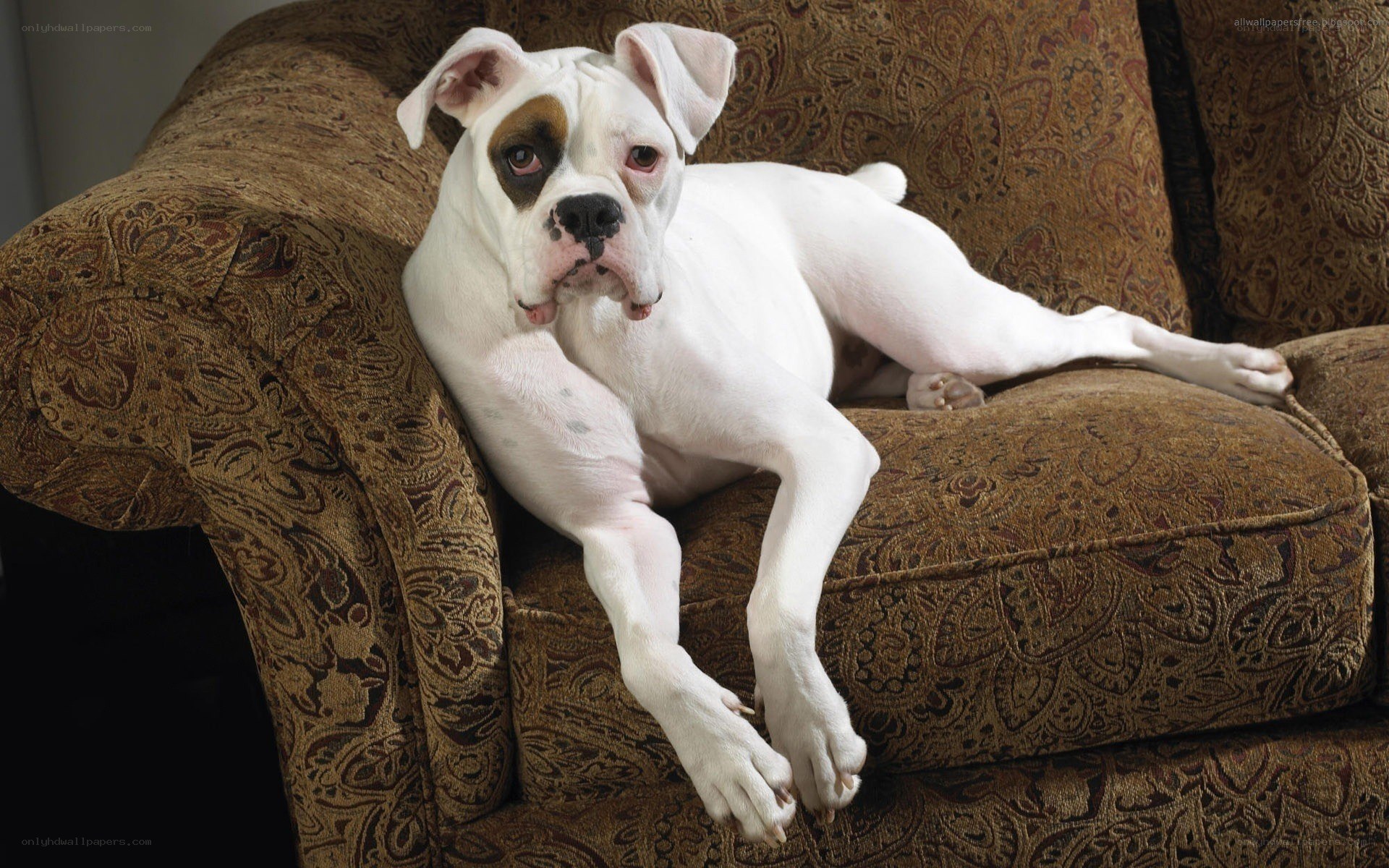 white boxer dog on couch