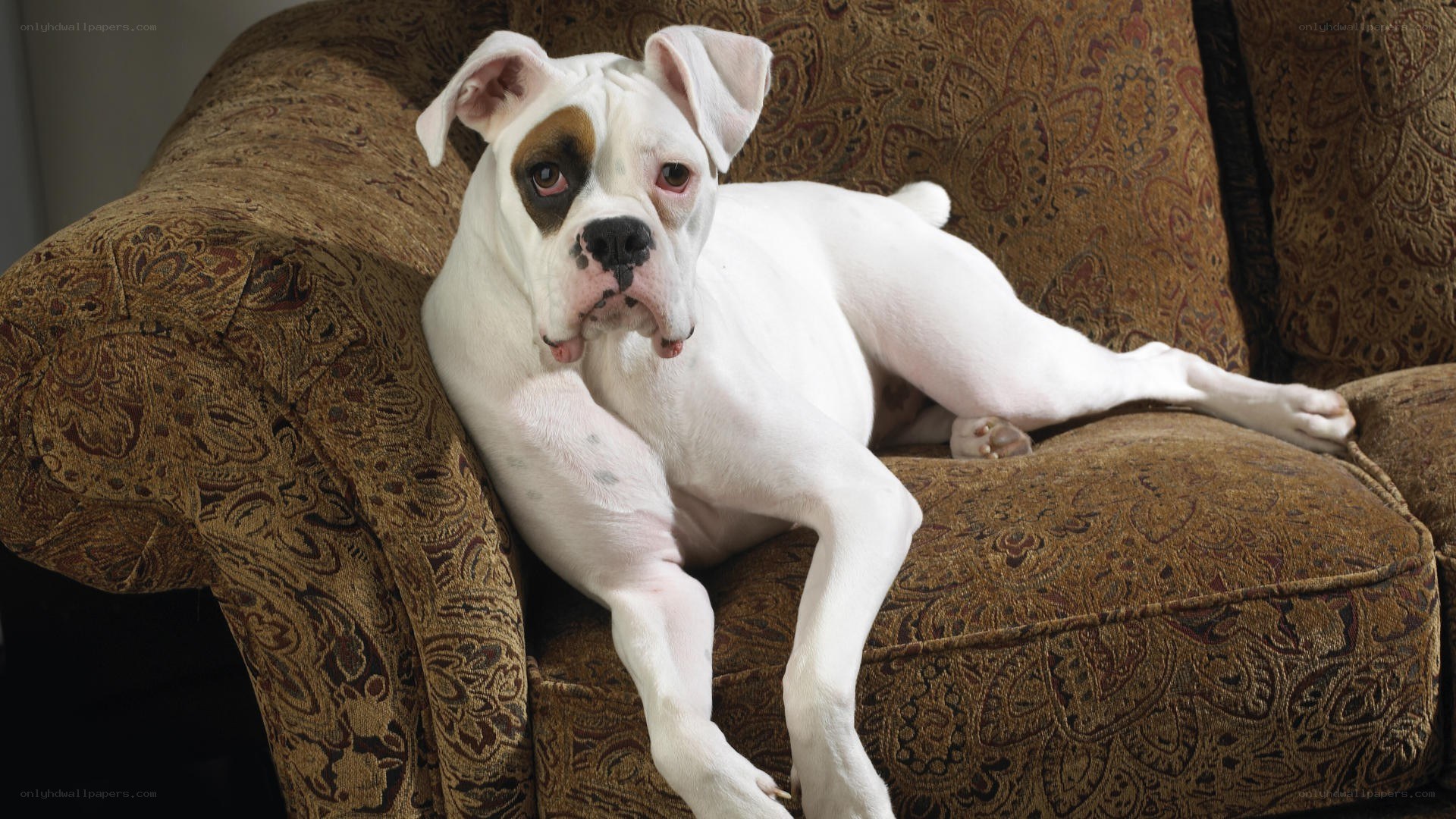 white boxer dog on couch