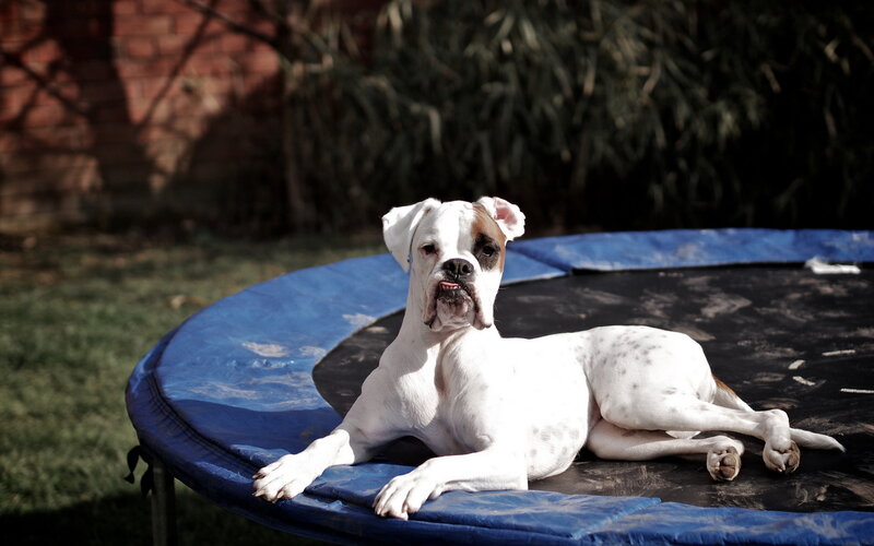 White Boxer Dog on Trampoline
