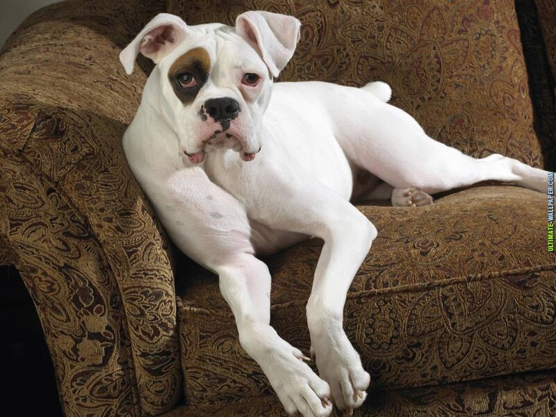 White Boxer Dog — Relaxed